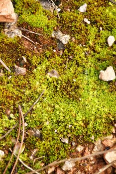 Polytrichum commune texture in the forest in winter