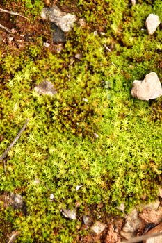 Polytrichum commune texture in the forest in winter