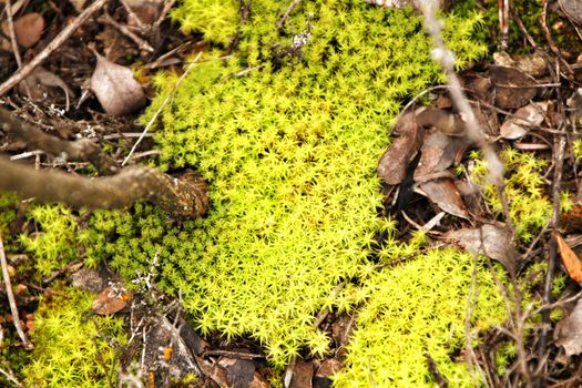 Polytrichum commune texture in the forest in winter
