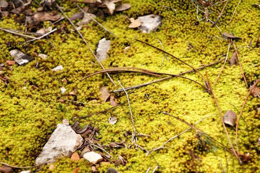 Polytrichum commune texture in the forest in winter