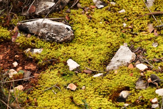 Polytrichum commune texture in the forest in winter