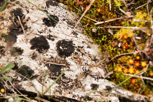 Colorful texture of moss on gray stone in the forest