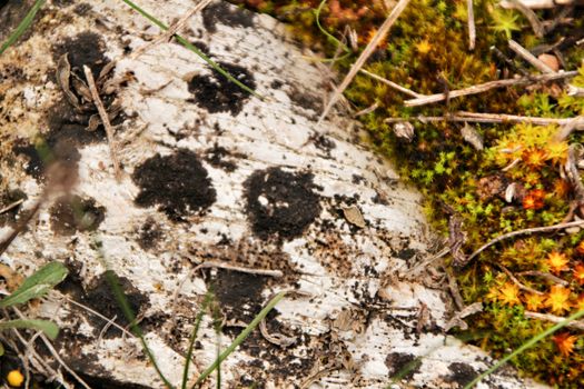 Colorful texture of moss on gray stone in the forest