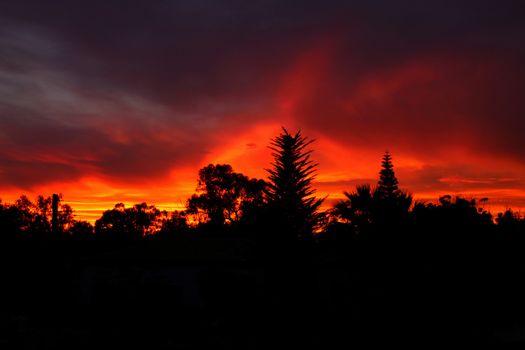 Spectacular sunset with fire color in the forest
