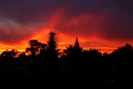 Spectacular sunset with fire color in the forest