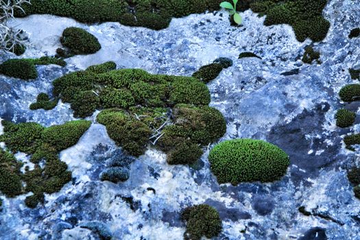 Colorful texture of lichen growing on gray stone in Spain
