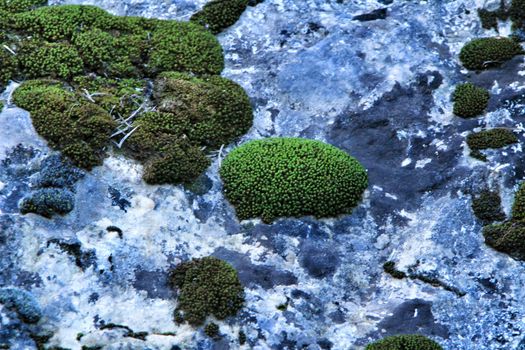 Colorful texture of lichen growing on gray stone in Spain