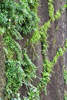 Vegetation growing between the stones of a wall background