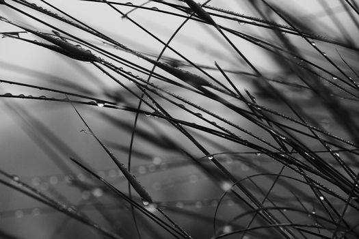 Bush leaves with dew drops in the morning in Spain. Monochrome picture.