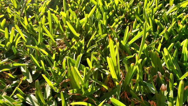 Green grass background under the sun in a garden