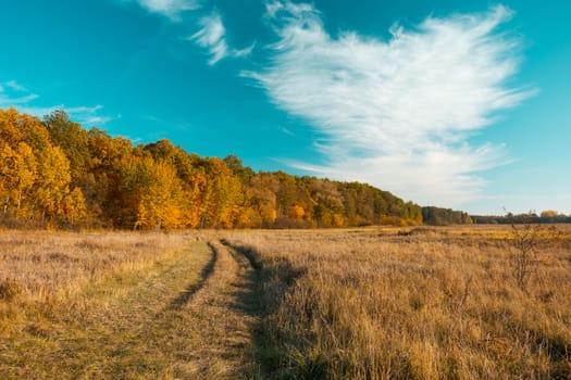 Path through the meadow, autumn forest and white cloud on the sky, autumn view