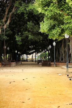 Famous park in Alicante called Canalejas park with its centenary ficus trees