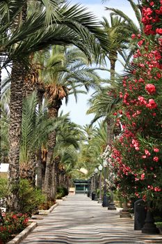 Beautiful Maritime promenade called Explanada in Alicante, Spain