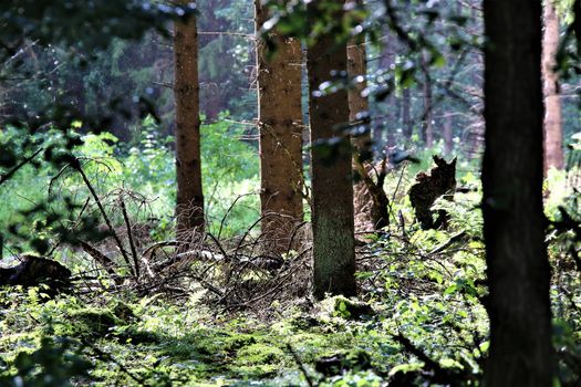 View into the forest with dead branches on the ground of a clearing in sunshine and light rain