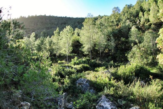 Countryside landscape with native bushes and conifers in Valencia, Spain