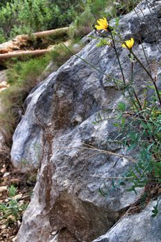 Countryside landscape with rocks and native bushes and conifers in Valencia, Spain