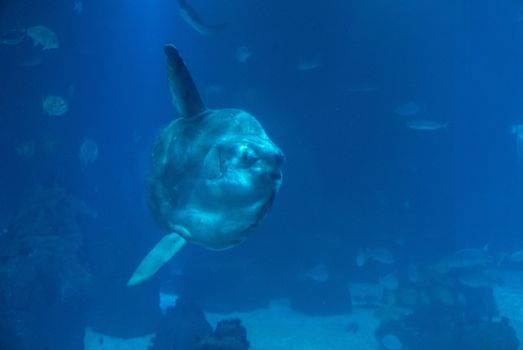 discovery of the city of Lisbon in Portugal. Romantic weekend in Europe. Oceanário of Lisboa. Portugal