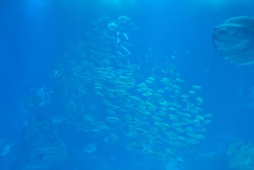 discovery of the city of Lisbon in Portugal. Romantic weekend in Europe. Oceanário of Lisboa. Portugal