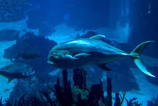 discovery of the city of Lisbon in Portugal. Romantic weekend in Europe. Oceanário of Lisboa. Portugal