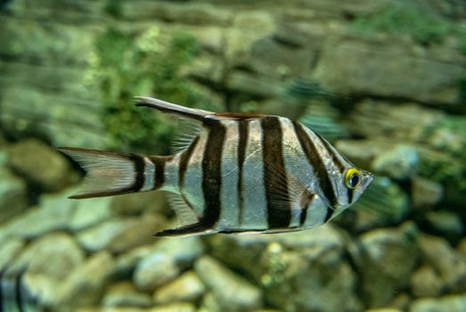 discovery of the city of Lisbon in Portugal. Romantic weekend in Europe. Oceanário of Lisboa. Portugal