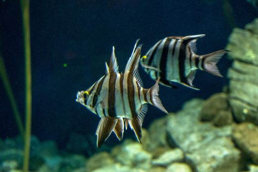 discovery of the city of Lisbon in Portugal. Romantic weekend in Europe. Oceanário of Lisboa. Portugal