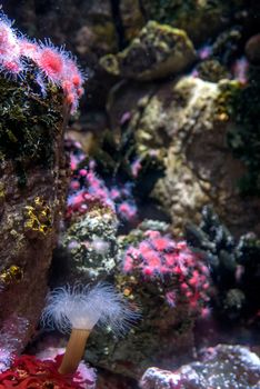 discovery of the city of Lisbon in Portugal. Romantic weekend in Europe. Oceanário of Lisboa. Portugal