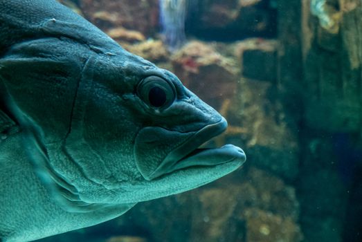 discovery of the city of Lisbon in Portugal. Romantic weekend in Europe. Oceanário of Lisboa. Portugal