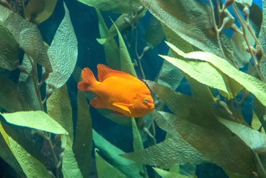 discovery of the city of Lisbon in Portugal. Romantic weekend in Europe. Oceanário of Lisboa. Portugal