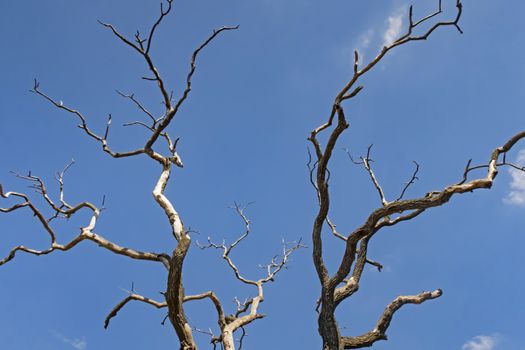 leafless tree branches in winter