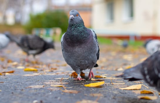 Beautiful dove with iridescent coloring on the pavement in the urban environment in the fall. Autumn leave. Pigeon looks at the camera