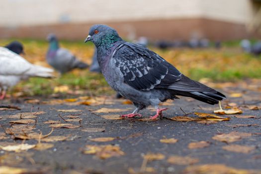 Beautiful dove with iridescent coloring on the pavement in the urban environment in the fall. Autumn leave. Side view