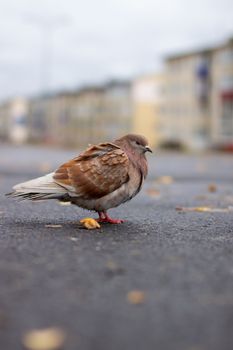 Beautiful pigeon brown and white coloring on asphalt in urban environment in autumn. Autumn leave.