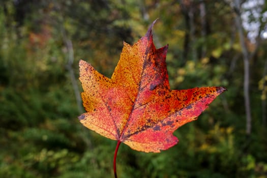 A red and orange maple leaf is held up against the background of a forest undergoing its seasonal change from summer to fall, with leaves changing from green to autumn colors.