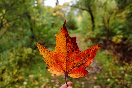 An orange and red maple leaf held up by fingertips in front of a nature trail in the forest during the fall season.
