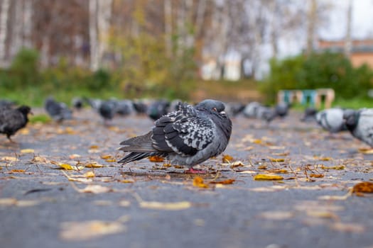 Beautiful dove with iridescent coloring on the pavement in the urban environment in the fall. Autumn leave. Side view