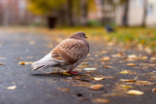 Beautiful pigeon brown and white coloring on asphalt in urban environment in autumn. Autumn leave.