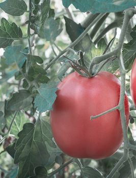 Large ripe tomatoes ripen in the garden among the green leaves. Presents closeup.