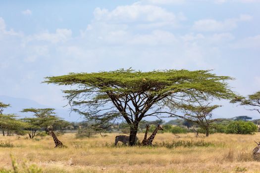 The Giraffes and a gravy zebra under the crown of a shady tree