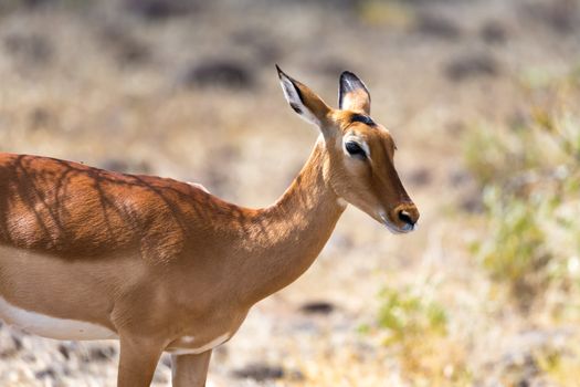 The Grant Gazelle grazes in the vastness of the Kenyan savannah