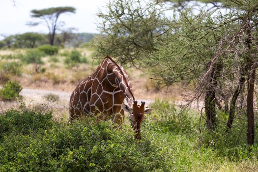One giraffe eats the leaves of a bush