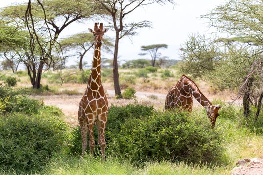 The giraffe group eats the leaves of the acacia trees