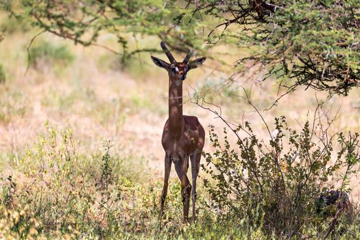 The gerenuk between the plants in the savannah