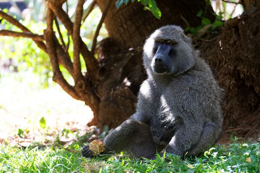 One baboon has found a fruit and eats it