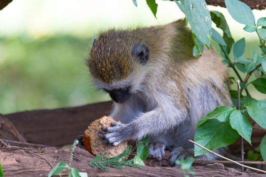 One Vervet monkey has found a fruit and eats it