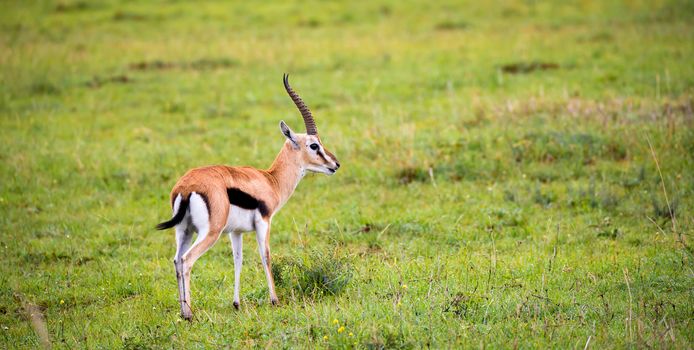 A Thomson's Gazelle in the grass landscape of the savannah in Kenya