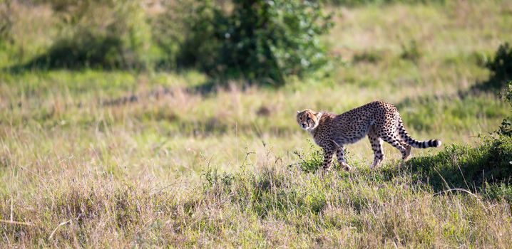 A cheetah walks between grass and bushes in the savannah of Kenya