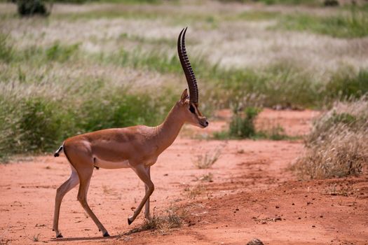 Antelope in the grassland of the savannah in Kenya