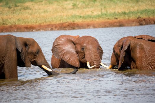 The red elephants bathe in a water hole in the middle of the savannah