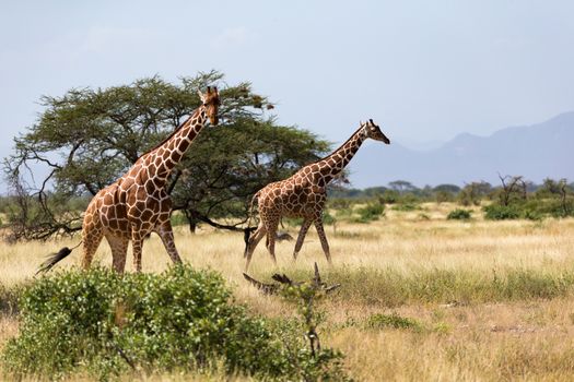 Giraffes in the savannah with many trees and bushes in the background