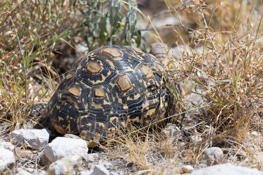 One turtle between the stones and the grass